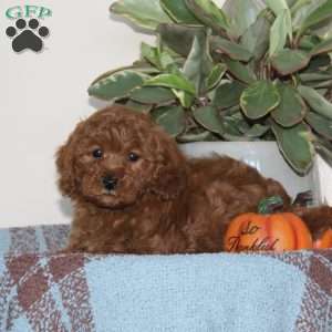 Garfield, Cavapoo Puppy